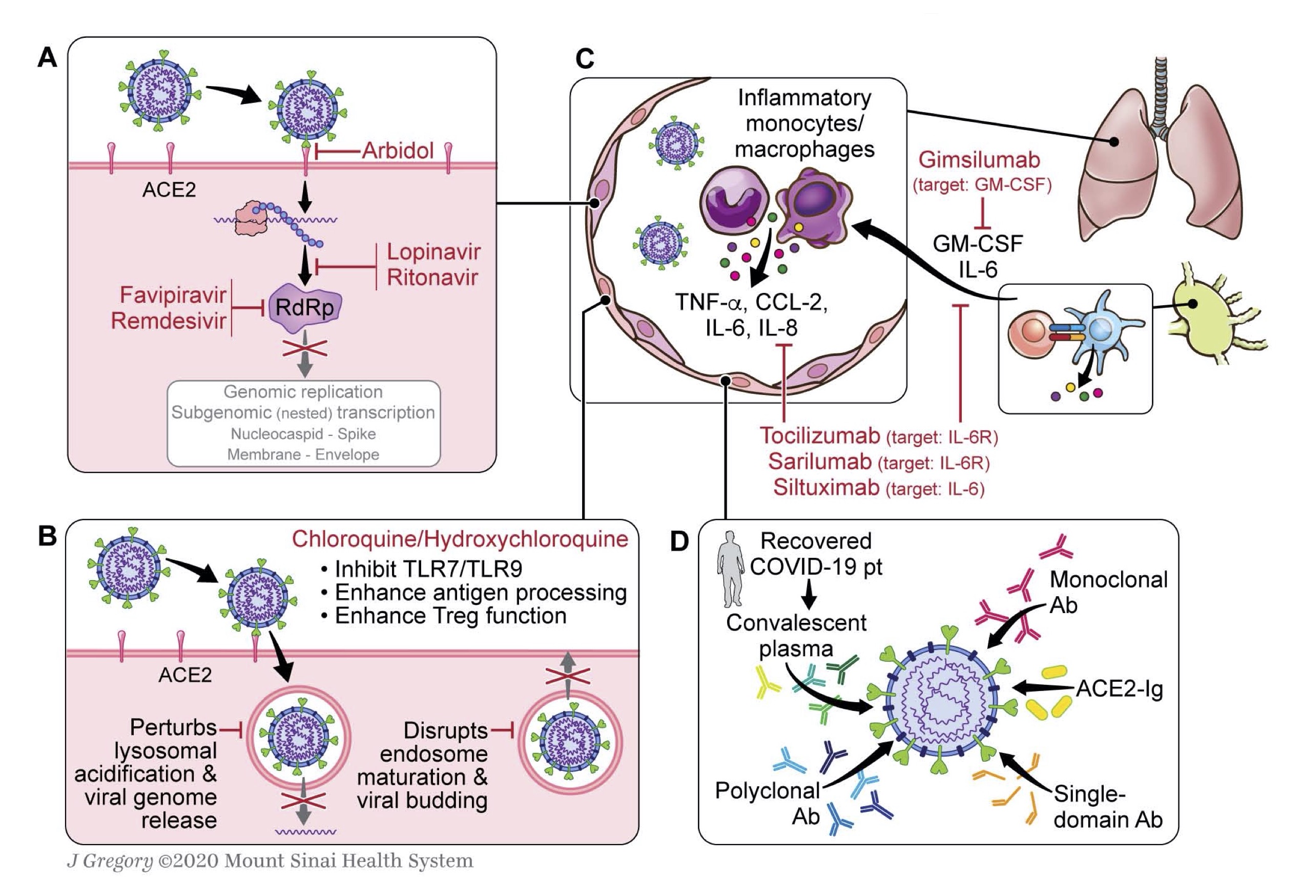 20200506W Day 127: Immunology of COVID-19 – surfing the universe